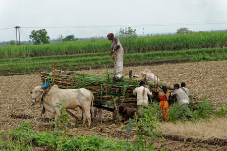 After harvest Sugar cane being transported by bullock cart to a sugar mill at Sangli State Maharashtra India November 14 2009のeditorial素材