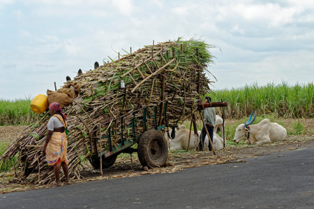 After harvest Sugar cane being transported by bullock cart to a sugar mill at Sangli State Maharashtra India November 14 2009のeditorial素材