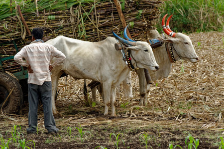 After harvest Sugar cane being transported by bullock cart to a sugar mill at Sangli State Maharashtra India November 14 2009のeditorial素材