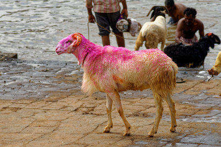 Goat color in red standing near water at Sangli State Maharashtra Indiaのeditorial素材