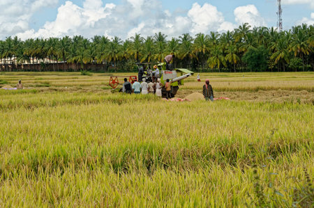 Farmer using some mechanical help to thresh crop rice at Harihar District Davangere State Karnataka India November 2009のeditorial素材