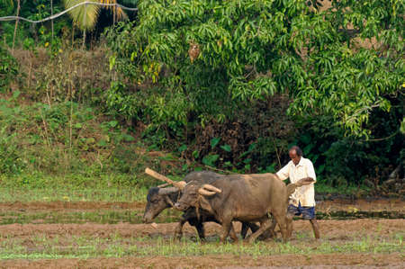 Farmer plowing paddy fields with his Buffalo before planting rice at State Goa India November 24 2009のeditorial素材