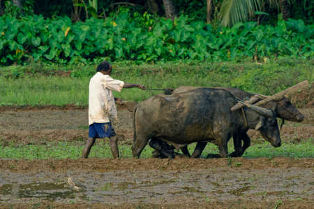 Farmer plowing paddy fields with his Buffalo before planting rice at State Goa India November 24 2009のeditorial素材