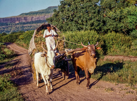 Indian farmer riding a loaded ox cart on road in rural India at Junnar district Pune state...