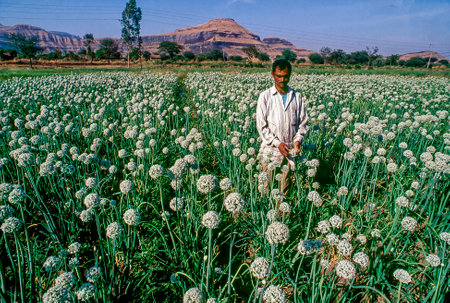 Farmer standing in Onion crop field at village Junnar district Pune State Maharashtra India 04 12 2017のeditorial素材