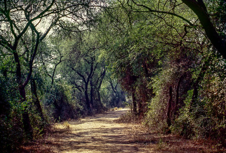 Forest path at Keoladeo Bird Sanctuary Bharatpur State Rajasthan India 04 16 2017の写真素材