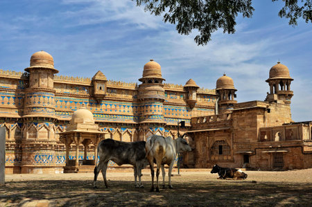 Two cow standing in front of Gwalior fort state Madhya Pradesh India 03/10/2010のeditorial素材