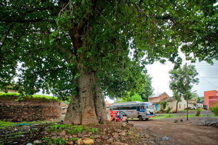 Old gigantic in size and height Adansonia Baobad(Gorakh chinch)tree in village Menvali district Satara state Maharashtra India 03 11 2010のeditorial素材