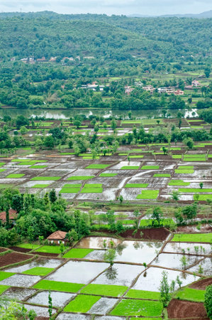 Aerial view of a paddy rice field in Chiplun district Ratnagiri state Maharashtra India 06 25 2010