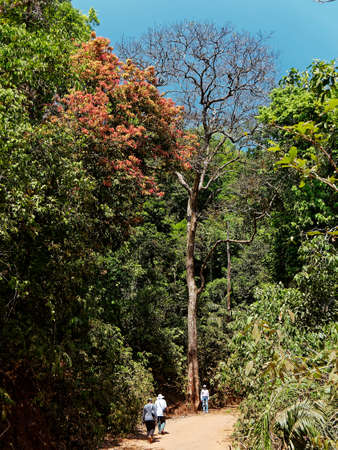 Trekkers in deep forest where tall and lofty trees are common in Yana  Sirsi and Kumta Uttara Kannada district of Karnataka India 02 23 2020のeditorial素材