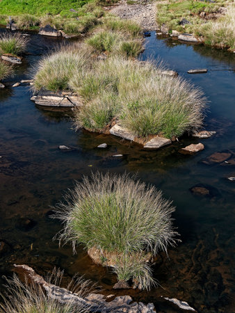 Bushes grow on a rocks in river Shalmali at Sahastralinga near Sirsi  state Karnataka India  02 23...