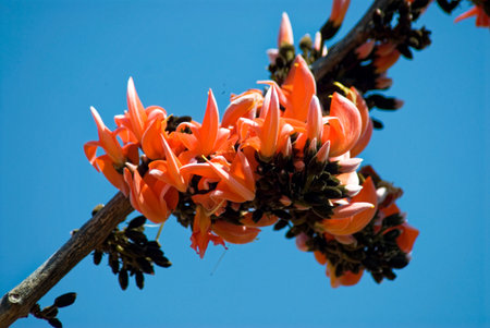Flowers of Butea Monosperma is a species of Butea native to tropical and sub-tropical parts of the...