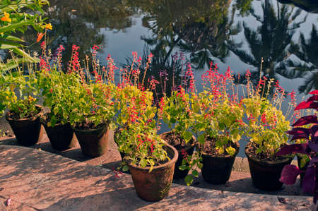 Flowers and plants in Veli tourist Park at Trivandrum state kerala India 01 26 2010のeditorial素材