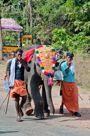 Caparisoned baby elephant and Mahout in Thaipusam Festival in state Kerala India 01 30 2010のeditorial素材