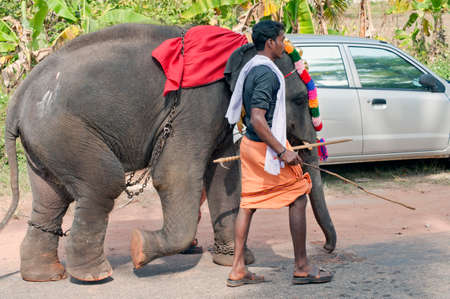 Caparisoned baby elephant and Mahout in Thaipusam Festival in state Kerala India 01 30 2010のeditorial素材
