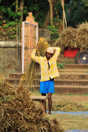 Farmer separating grain of rice at village Achara district Sindhudurga state Maharashtra India 11 06 2011のeditorial素材