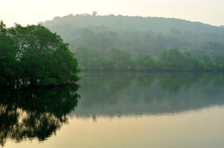 Early morning light at Mangrove forest near creek shore at Achara district Sindhudurga state Maharashtra India 11 07 2011の写真素材