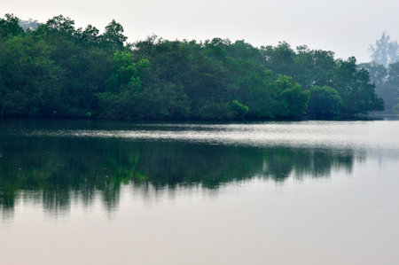 Early morning light at Mangrove forest near creek shore at Achara district Sindhudurga state Maharashtra India 11 07 2011の写真素材