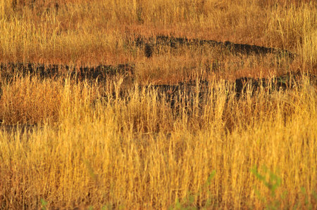 Golden dried grass land at Achara district Sindhudurga state Maharashtra India 11 06 2011の写真素材