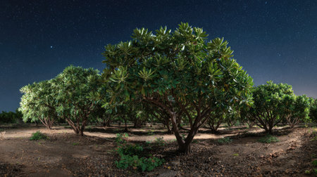 A panoramic wide view of Adenium field growing closely together under a clear night sky starlight illuminating leaves soft shadows calm natural atmosphere ultra realistic photography cinematic wide composition lifelike natural sceneの写真素材