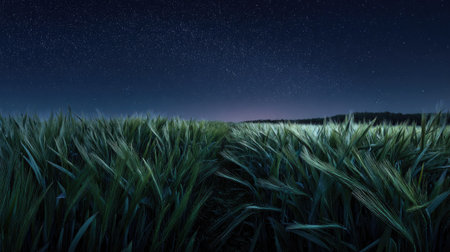 A panoramic wide view of Barley field growing closely together under a clear night sky starlight illuminating leaves soft shadows calm natural atmosphere ultra realistic photography cinematic wide composition lifelike natural sceneの写真素材