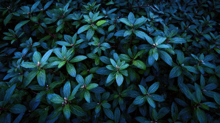 A panoramic wide view of Wintergreen field growing closely together under a clear night sky...
