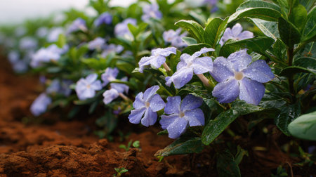 A panoramic wide view of Brunfelsia field growing closely together after rain wet leaves reflecting soft light fresh soil visible ultra realistic photography cinematic wide composition lifelike natural sceneの写真素材
