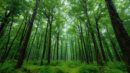 A panoramic wide view of Sugar maple forest growing closely together under light drizzle soft...