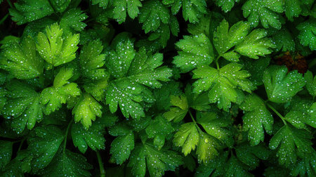 A panoramic wide view of Celery field growing closely together in a dewy morning shining droplets on leaves warm soft daylight ultra realistic photography cinematic wide composition lifelike natural sceneの写真素材