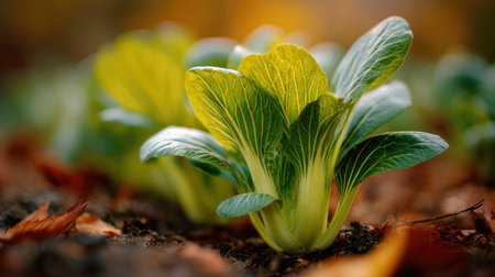The Bok choy in fall, warm amber light, crisp air, shallow depth of field, soft natural bokeh, true-to-life color, minimal stylingの写真素材
