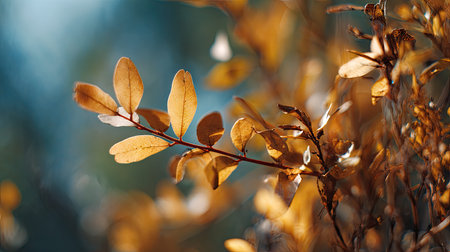 The Lignum vitae in fall, warm amber light, crisp air, shallow depth of field, soft natural bokeh, true-to-life color, minimal stylingの写真素材