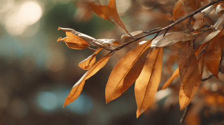 The Bay laurel in fall, warm amber light, crisp air, shallow depth of field, soft natural bokeh, true-to-life color, minimal stylingの写真素材