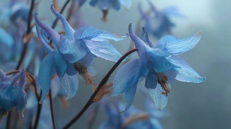 The Larkspur in light fog, dew on leaves, light soft diffused, three-quarter viewの写真素材