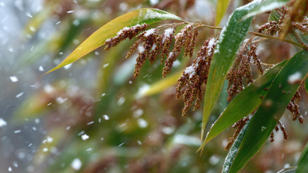 First snow falling gently on Proso millet, a few snowflakes drifting slowly and settling on the...