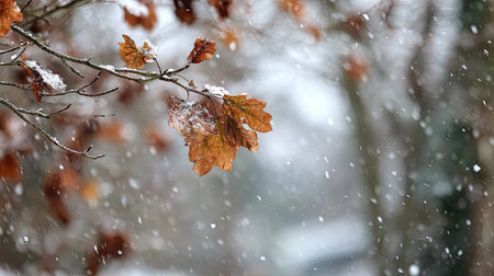 First snow falling gently on Yam, a few snowflakes drifting slowly and settling on the leaves; fresh air.の写真素材
