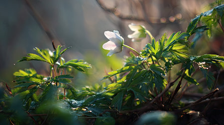 The Anemone in spring, fresh green leaves, soft sunlight filtering, vibrant atmosphere full of...
