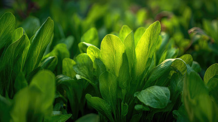 The Sorrel in spring, fresh green leaves, soft sunlight filtering, vibrant atmosphere full of...