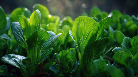 The Pak choi sum in spring, fresh green leaves, soft sunlight filtering, vibrant atmosphere full of vitality, natural textures, serene mood.の写真素材