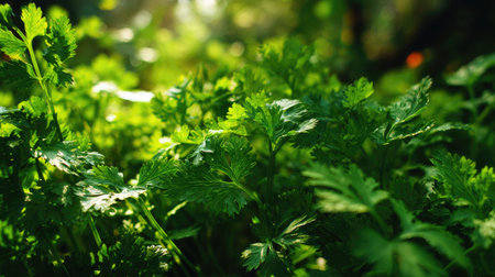 The Cilantro in summer, Bright sunlight pierces dense foliage, the air feels hot, natural color