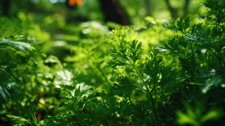 The Coriander in summer, Bright sunlight pierces dense foliage, the air feels hot, natural color