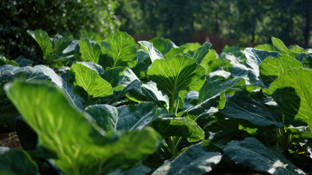 The Collard greens in summer, Bright sunlight pierces dense foliage, the air feels hot, natural...