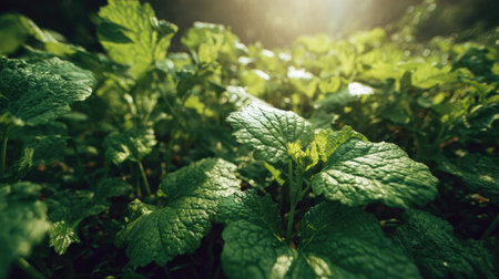 The Leaf mustard in summer, Bright sunlight pierces dense foliage, the air feels hot, natural colorの写真素材