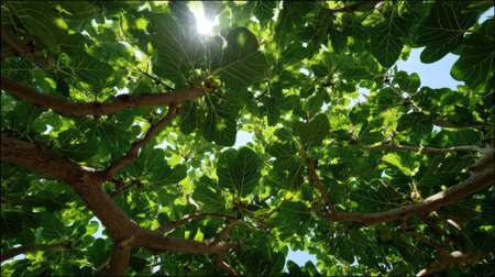The Fig tree in summer, Bright sunlight pierces dense foliage, the air feels hot, natural colorの写真素材