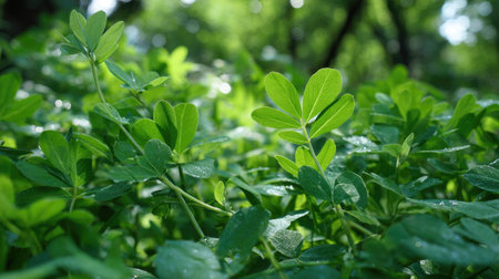 The Fenugreek in summer, Bright sunlight pierces dense foliage, the air feels hot, natural color