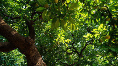 The Lime tree in summer, Bright sunlight pierces dense foliage, the air feels hot, natural color