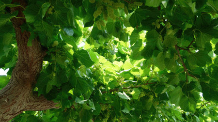 The Mulberry tree in summer, Bright sunlight pierces dense foliage, the air feels hot, natural color