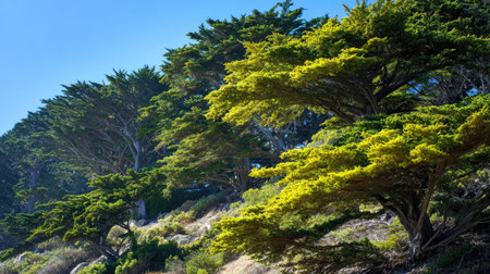 The Monterey cypress in summer, Bright sunlight pierces dense foliage, the air feels hot, natural...