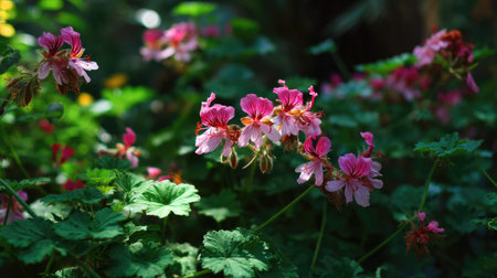 The Peppermint geranium in summer, Bright sunlight pierces dense foliage, the air feels hot, natural colorの写真素材