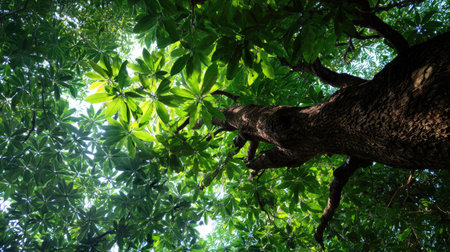 The Kapok tree in summer, Bright sunlight pierces dense foliage, the air feels hot, natural color