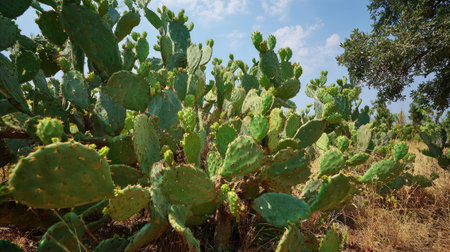 The prickly pear in summer, Bright sunlight pierces dense foliage, the air feels hot, natural color